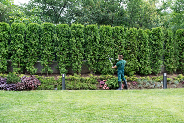 Best Lawn Renovation and Restoration  in Waynesboro, PA